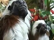 Die Liszt-Äffchen sind eine der Attraktionen des Haus des Meeres Die Liszt-Äffchen sind eine der Attraktionen des Haus des Meeres