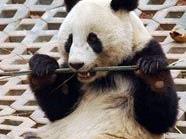 Fu Long lässt sich Bambus schmecken