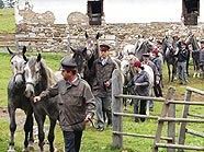 Lipizzaner in Piber: Wer zahlt?