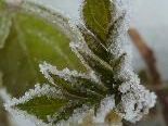 Schnee ist zum einen gefrorenes Wasser aber zum anderen auch wundervoll geformte Kristalle Schnee ist zum einen gefrorenes Wasser aber zum anderen auch wundervoll geformte Kristalle