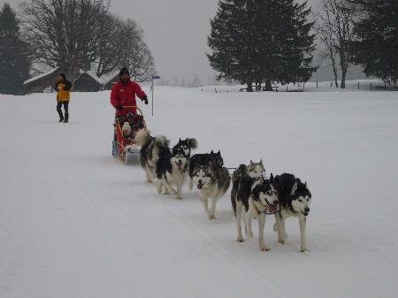 Viel Spaß hatte die Arbeitsgruppe Down Syndrom mit dem Husky-Toni. Viel Spaß hatte die Arbeitsgruppe Down Syndrom mit dem Husky-Toni.