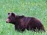 Braunbären leben lieber in Slowenien