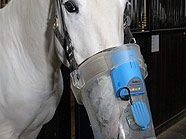 Der Husten des Lipizzanerhengstes Conversano Allegra wird mit einem Inhalator behandelt Der Husten des Lipizzanerhengstes Conversano Allegra wird mit einem Inhalator behandelt