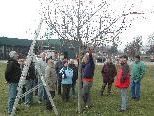 Der Obst- und Gartenbauverein Koblach sorgt für den passenden Baumschnitt Der Obst- und Gartenbauverein Koblach sorgt für den passenden Baumschnitt