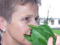 Bärlauch wird oft mit anderen giftigen Pflanzen verwechselt. Vorsicht ist geboten! Fotoquelle: sicheregemeinden Bärlauch wird oft mit anderen giftigen Pflanzen verwechselt. Vorsicht ist geboten! Fotoquelle: sicheregemeinden