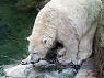 Arktos und Nanuq im Tiergarten Schönbrunn Arktos und Nanuq im Tiergarten Schönbrunn