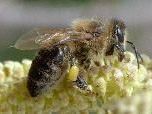 Informationen zur Bienenzucht gibt es in  der Propstei St. Gerold Informationen zur Bienenzucht gibt es in  der Propstei St. Gerold