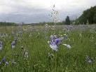 Iris-Blüte, blaues Blütenmeer im Mai.