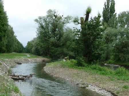 Die Renaturierung des Alten Rheins wurde erfolgreich abgeschlossen. Die Renaturierung des Alten Rheins wurde erfolgreich abgeschlossen.