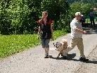 Fußgänger schneidet Hundeführer mit Hund
