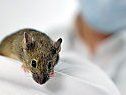 Mäuse werden am häufigsten verwendet Mäuse werden am häufigsten verwendet