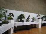 Die Besucher waren von den verschiedenen Bonsai Bäumchen fasziniert Die Besucher waren von den verschiedenen Bonsai Bäumchen fasziniert