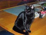 Diese schwarze Katze wird in Lochau vermisst.