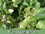 Fraßschäden durch den Buchsbaumzünsler Fraßschäden durch den Buchsbaumzünsler