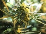 Marijuana Pflanze Marijuana Pflanze