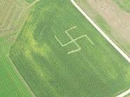 Mysteriöses Hakenkreuz in Maisfeld Mysteriöses Hakenkreuz in Maisfeld