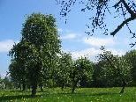 Obstbaumkulturen Obstbaumkulturen