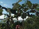 Die weissen Trauben wurden am Wochenende am Weinberg in der Götzner Rütte gelesen. Die roten müssen noch reifen an der Herbstsonne Die weissen Trauben wurden am Wochenende am Weinberg in der Götzner Rütte gelesen. Die roten müssen noch reifen an der Herbstsonne