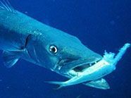 Die Frau wurde von dem Barrakuda schwer verletzt. Die Frau wurde von dem Barrakuda schwer verletzt.