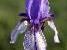 Die Siebirische Schwertlilie kommt in den Streuwiesen im Weitried vor und ist äußerst schützenswert.