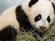 Panda-Baby Fu Hu zeigte sich von seiner Taufe unbeeindruckt. Panda-Baby Fu Hu zeigte sich von seiner Taufe unbeeindruckt.