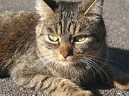 Ein Tierquäler soll einer Katze den Kopf abgetrennt haben. Ein Tierquäler soll einer Katze den Kopf abgetrennt haben.