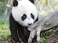 Fu Hu bei seinem ersten Ausflug im Tiergarten Schönbrunn. Fu Hu bei seinem ersten Ausflug im Tiergarten Schönbrunn.
