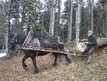 Kaspanaze Simma zeigte die alternative Holzbringung mit dem Pferd.
