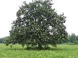 Naturjuwele im Lauteracher Ried Naturjuwele im Lauteracher Ried