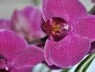 Orchideen verschönern das Zuhause
