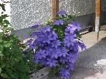 Diese Clematis ist genügsam, Balkonpflanzen freuen sich über die besondere Blumenerde der Gemeinde Hard.
