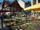 Rechtzeitig zur warmen Jahreszeit findet in Dornbirn wieder der alljährliche Blumenmarkt statt.