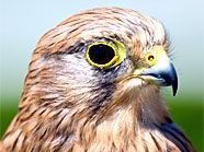 Turmfalken nisten besonders gerne in Wien. Turmfalken nisten besonders gerne in Wien.