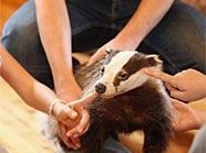 Beim Tag der offenen Tür in Ottakring kann man auch Bekanntschaft mit Dachsen machen. Beim Tag der offenen Tür in Ottakring kann man auch Bekanntschaft mit Dachsen machen.