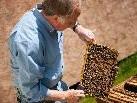 Beim Umgang mit den Honigbienen muss man vorsichtig sein, um nicht gestochen zu werden.