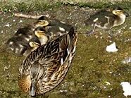 Eine junge Entenfamilie hat sich in Penzing niedergelassen. Eine junge Entenfamilie hat sich in Penzing niedergelassen.