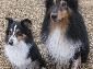 Cleo und Benjie sind sich einig: Agility is fun! Cleo und Benjie sind sich einig: Agility is fun!