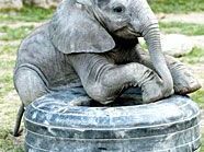 Tuluba feiert seinen ersten Geburtstag. Tuluba feiert seinen ersten Geburtstag.