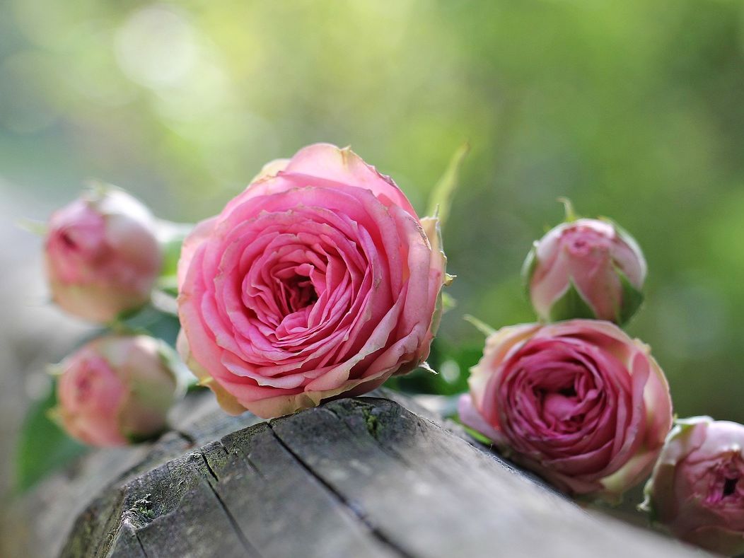 Tipps und Tricks zur Rosenpflege Tipps und Tricks zur Rosenpflege