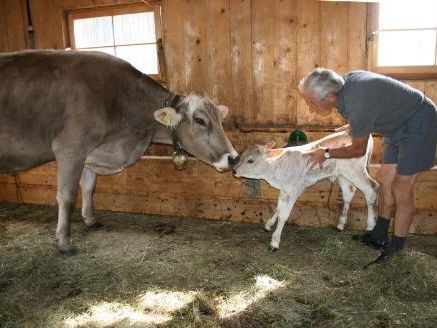 Alpchef Josef Moosbrugger ist stolz auf den Zuwachs, der sich bei der Alpherde auf Körb buchstäblich in letzter Minute einstellte. Alpchef Josef Moosbrugger ist stolz auf den Zuwachs, der sich bei der Alpherde auf Körb buchstäblich in letzter Minute einstellte.