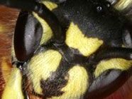 Forscher entdeckt Monster-Wespe, Symbolbild Forscher entdeckt Monster-Wespe, Symbolbild