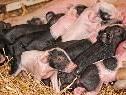 Gleich 14 Ferkel des Schwäbisch Hällichen Landschweines in der Naturparkfarm Höchst