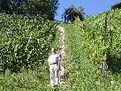 Nicht nur Vizebürgermeister Burkhard Nesensohn freut sich über die erneuerte, wunderbare Weinbergtreppe mit Natursteinen aus der Umgebung.