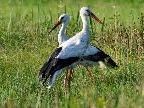 Weißstörche im Rheindelta Weißstörche im Rheindelta