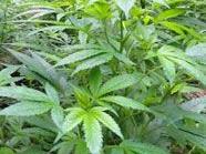 Zwei Cannabisplantagen in Krems gefunden