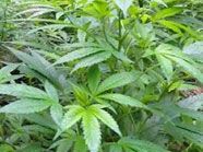 Zwei Cannabisplantagen in Krems gefunden Zwei Cannabisplantagen in Krems gefunden
