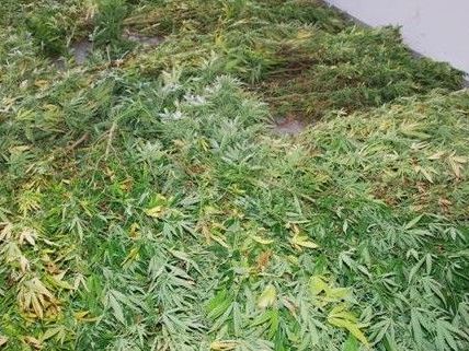 In SIeghartskirchen konnten drei Marihuana-Plantagen ausgeforscht werden. In SIeghartskirchen konnten drei Marihuana-Plantagen ausgeforscht werden.