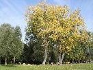 Auch der Herbst lädt zu einem Spaziergang an den See ein. Auch der Herbst lädt zu einem Spaziergang an den See ein.