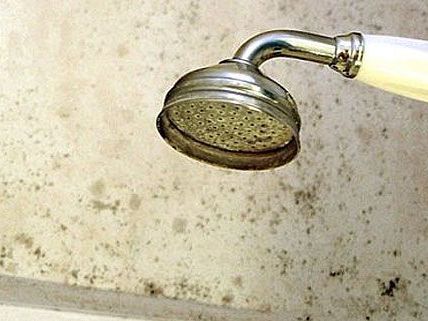 Der gefürchtete Schimmel tritt verstärkt in Nassräumen auf - aber nicht nur Der gefürchtete Schimmel tritt verstärkt in Nassräumen auf - aber nicht nur