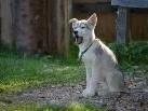 Sitka, das Baby unter 14 Huskies